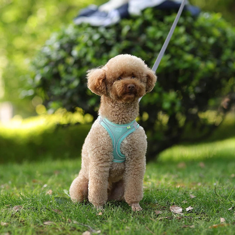 Adjustable Reflective Breathable Mesh Dog Harness & Leash Set
