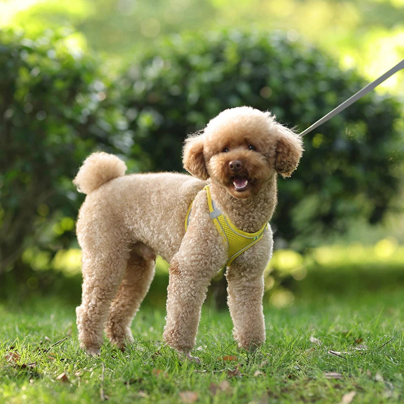 Adjustable Reflective Breathable Mesh Dog Harness & Leash Set