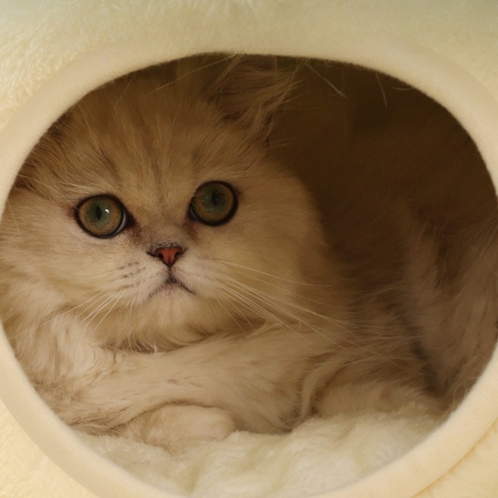 Frog-eyed Comfortable Pet Bed Nest Villa House