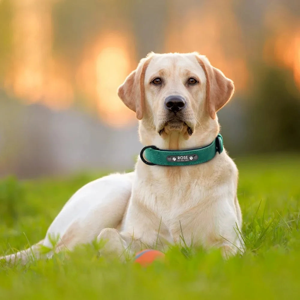 Personalized Leather Name ID Dog Collar