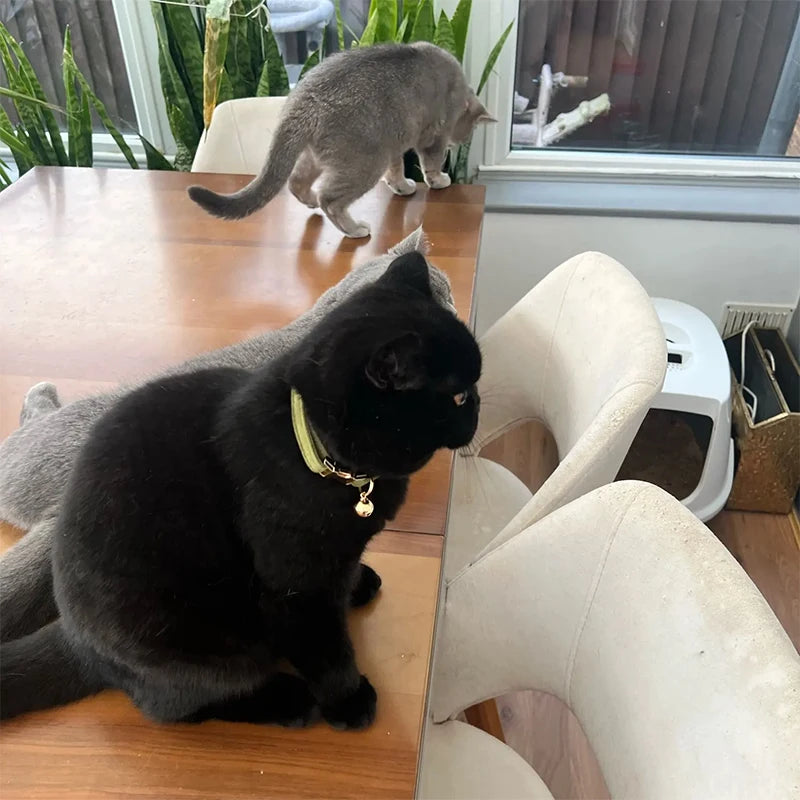 Personalized Corduroy Pet Collar with Bell & Bow Tie